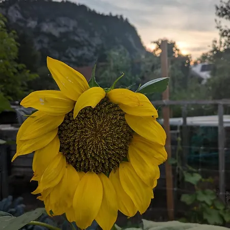 Gorski Biser Rum i privatbostad Mojstrana